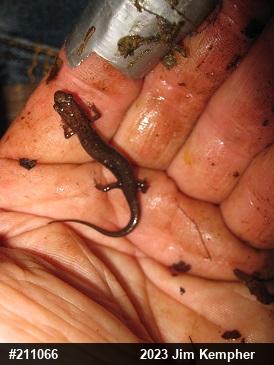Allegheny Mountain Dusky Salamander