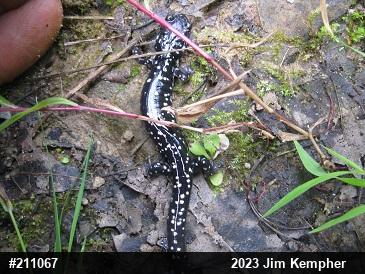 Northern Slimy Salamander