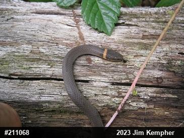 Northern Ring-necked Snake