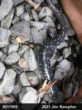 Northern Slimy Salamander