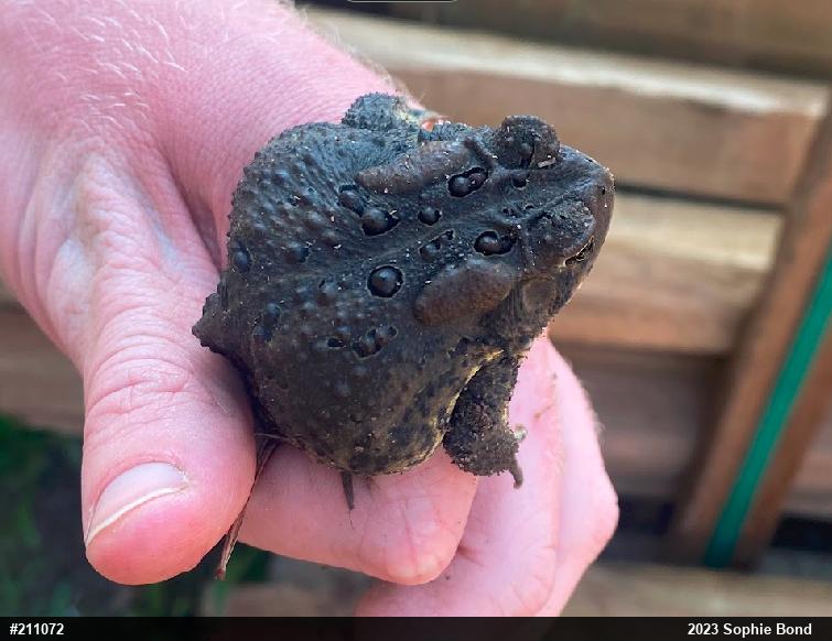 Eastern American Toad