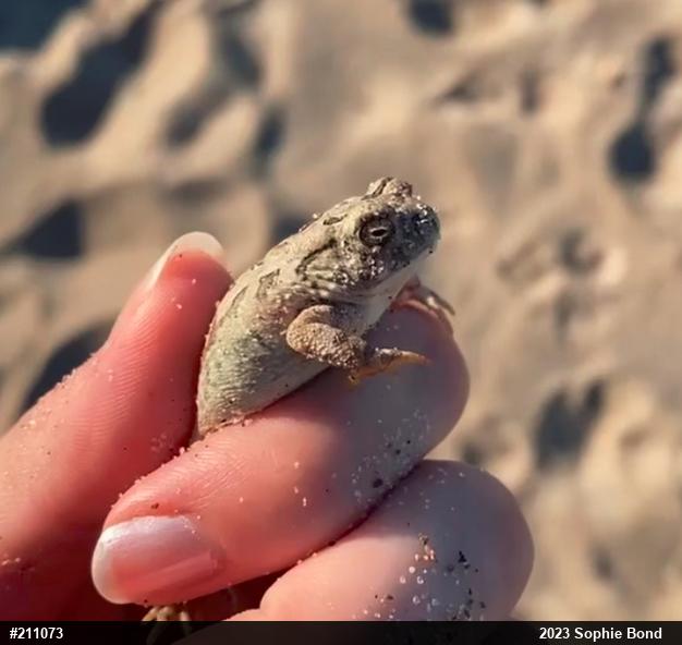 Fowler's Toad