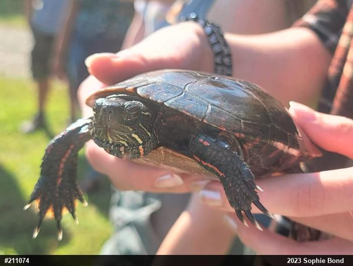 Painted Turtle
