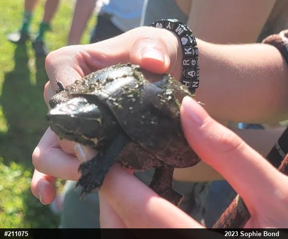 Eastern Musk Turtle