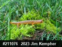 Eastern Long-tailed Salamander