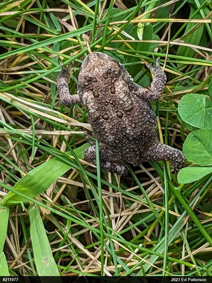 Eastern American Toad