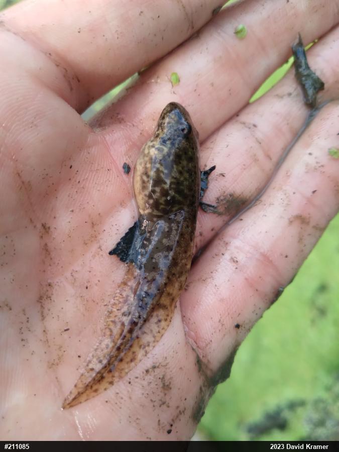 Green Frog