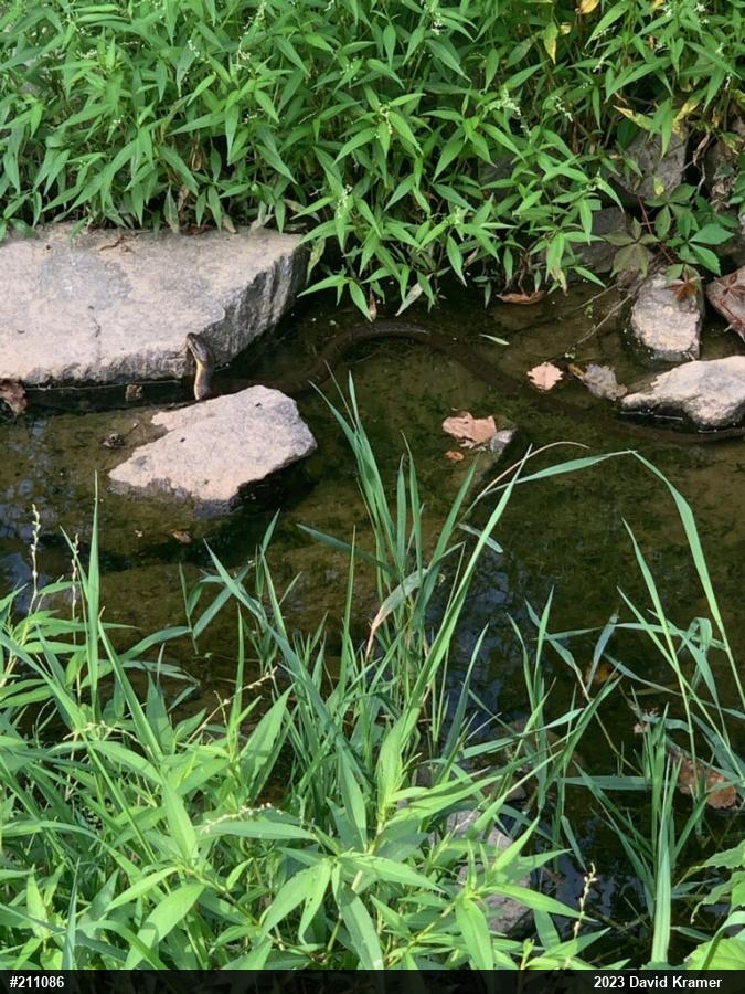 Northern Watersnake