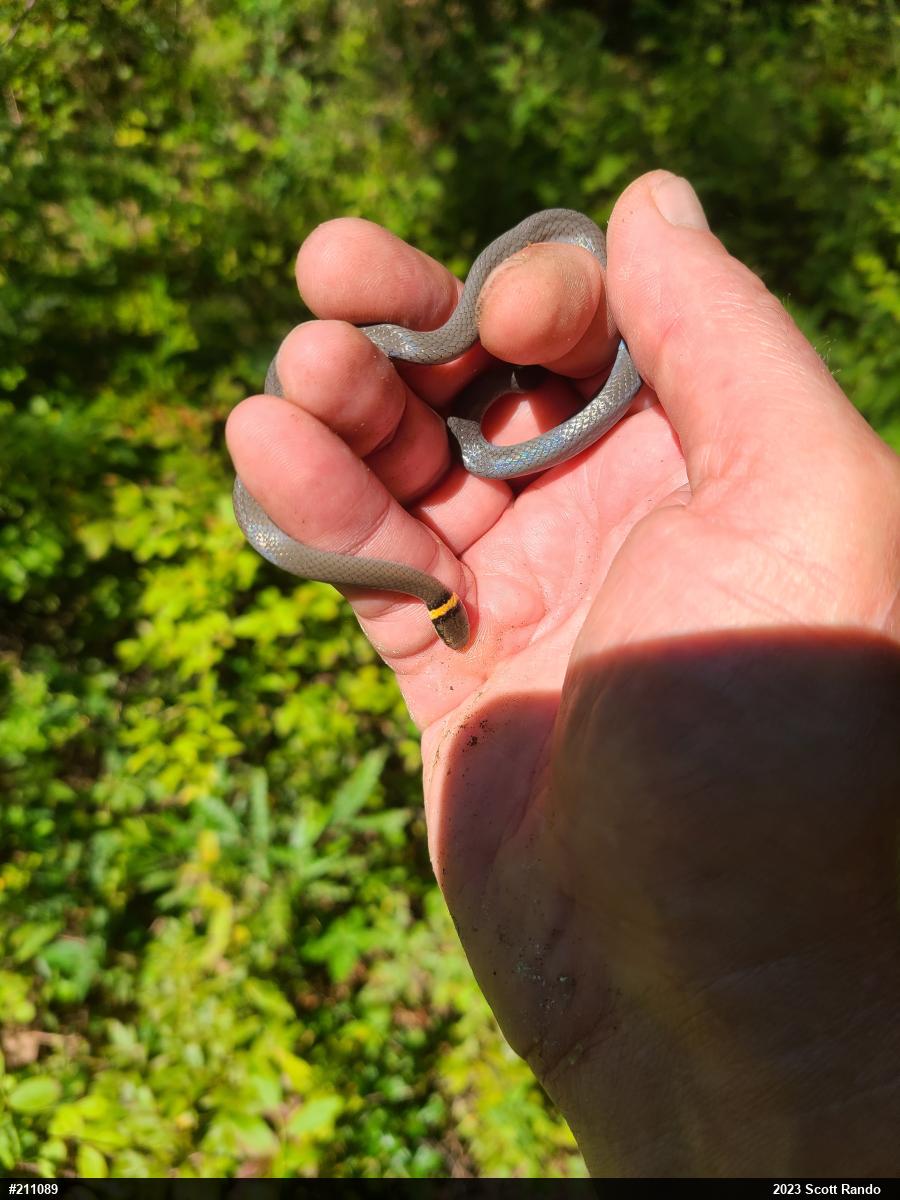 Northern Ring-necked Snake