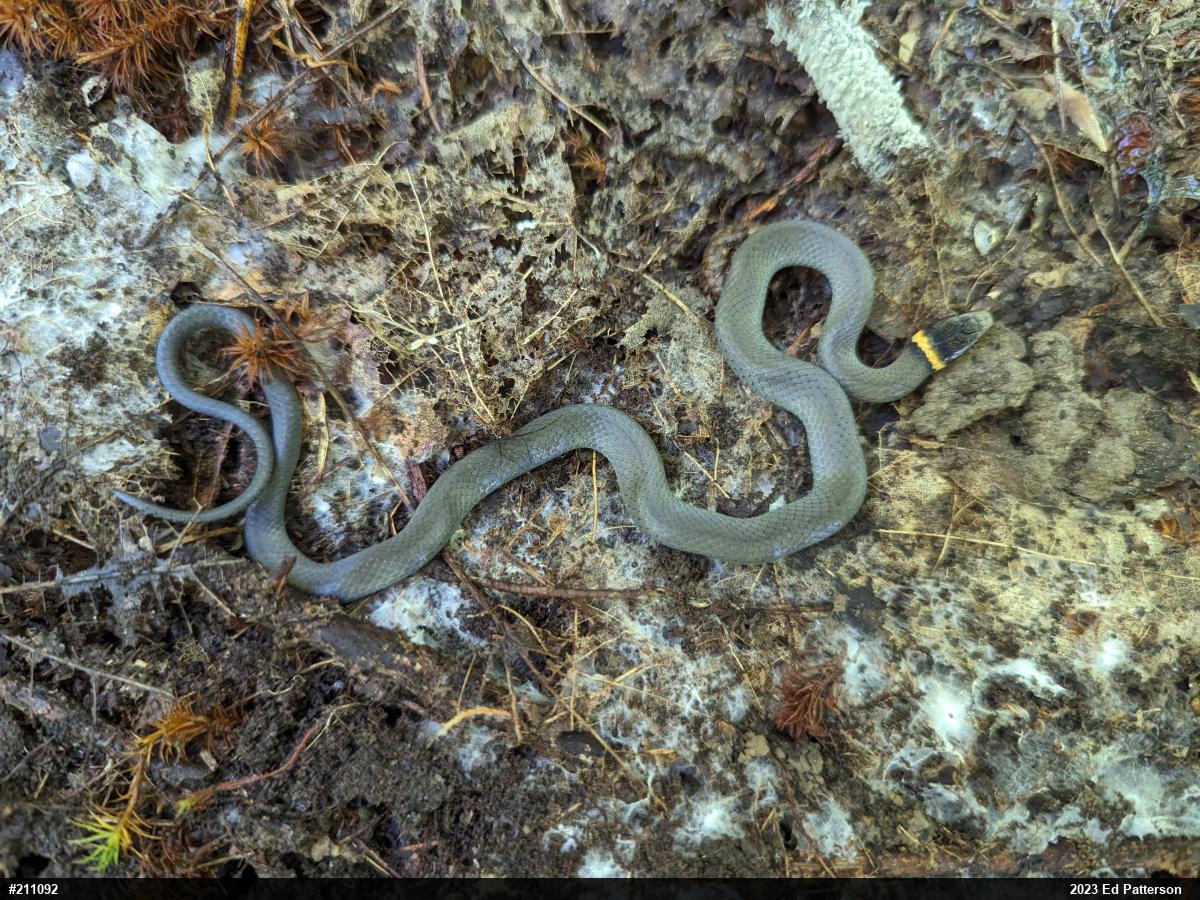 Northern Ring-necked Snake