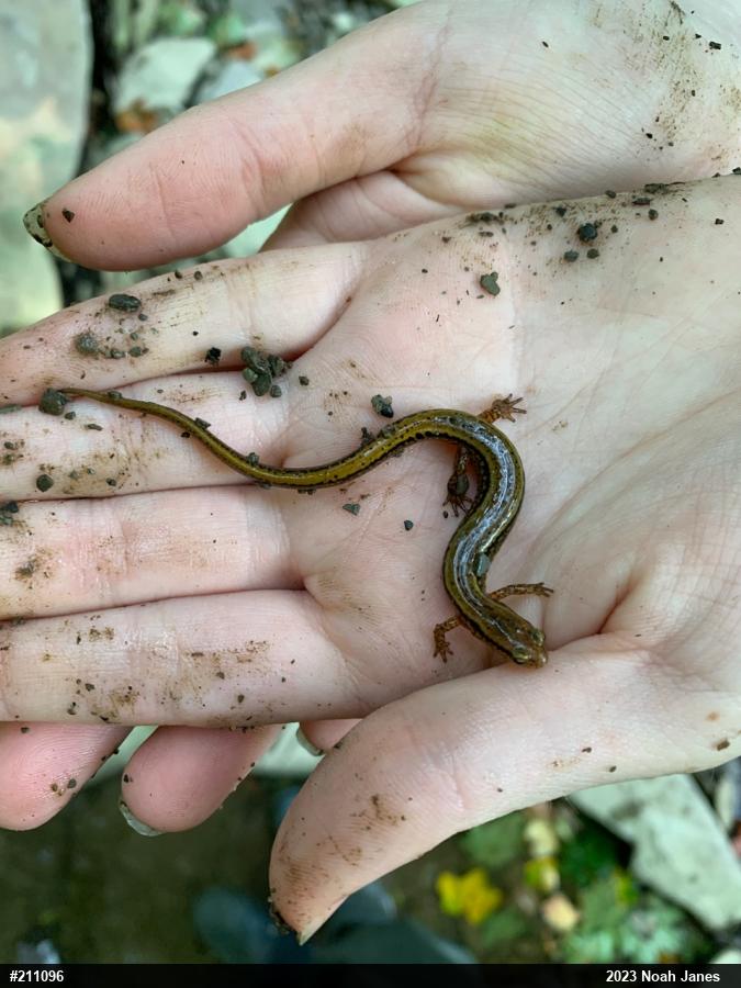 Northern Two-lined Salamander