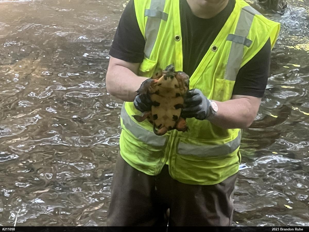 Wood Turtle