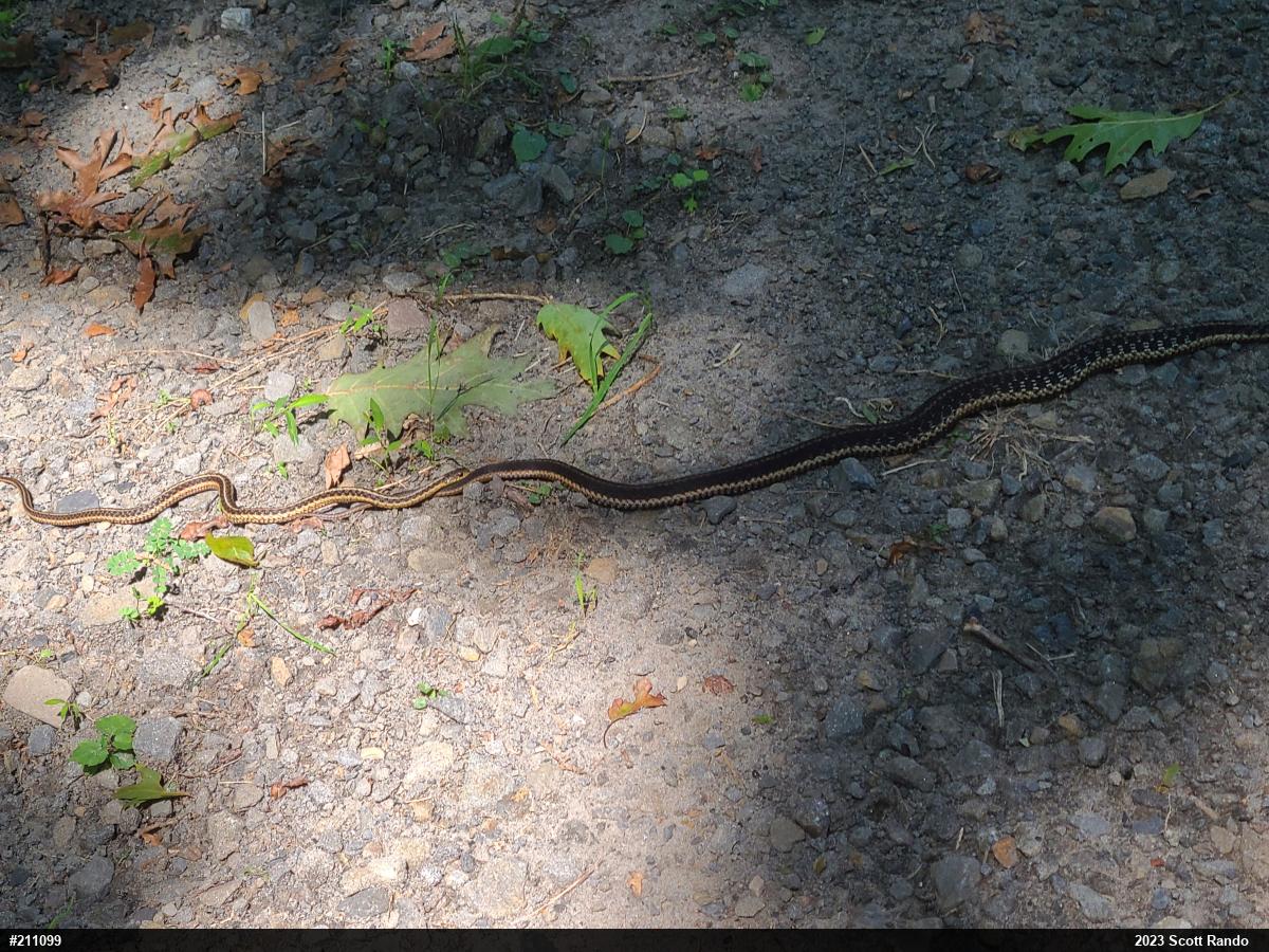 Eastern Gartersnake