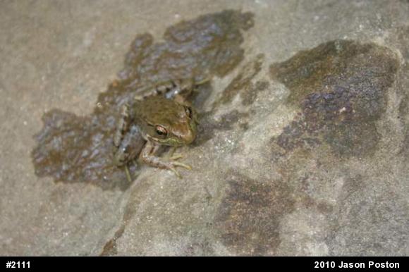 Green Frog