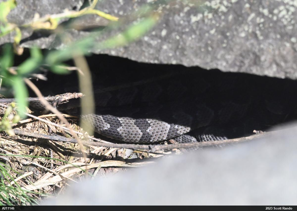 Timber Rattlesnake
