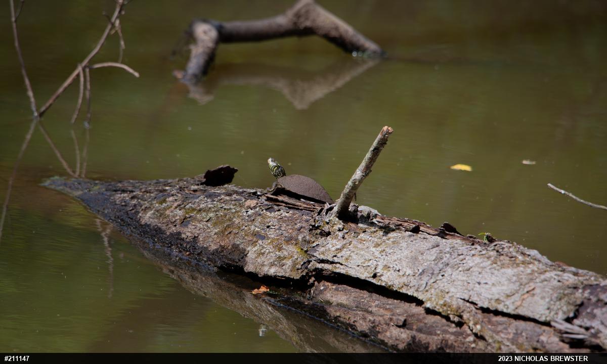 Northern Map Turtle