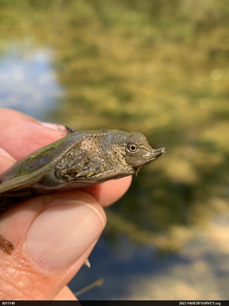 Eastern Spiny Softshell