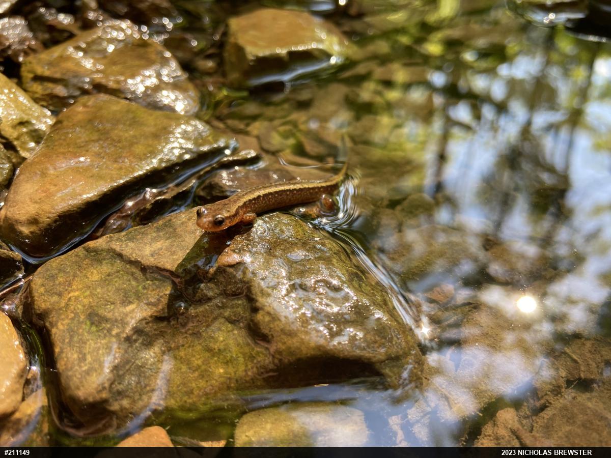 Northern Two-lined Salamander
