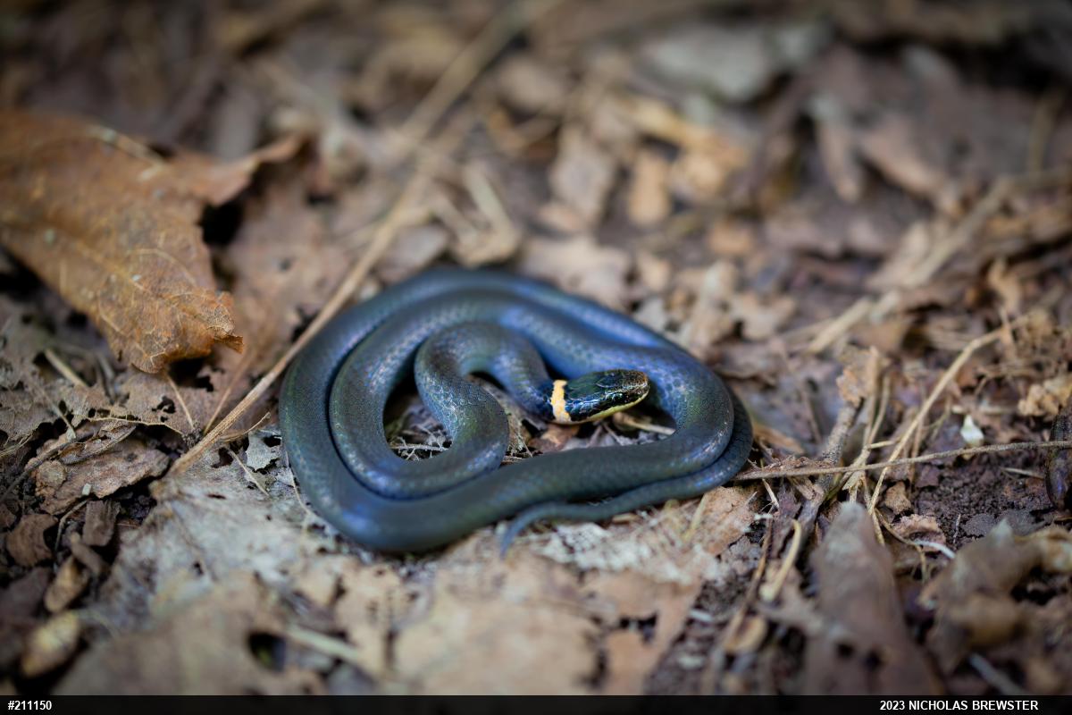 Northern Ring-necked Snake
