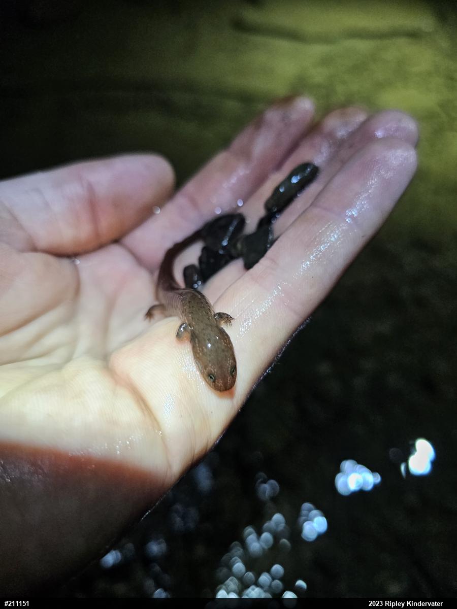 Northern Red Salamander