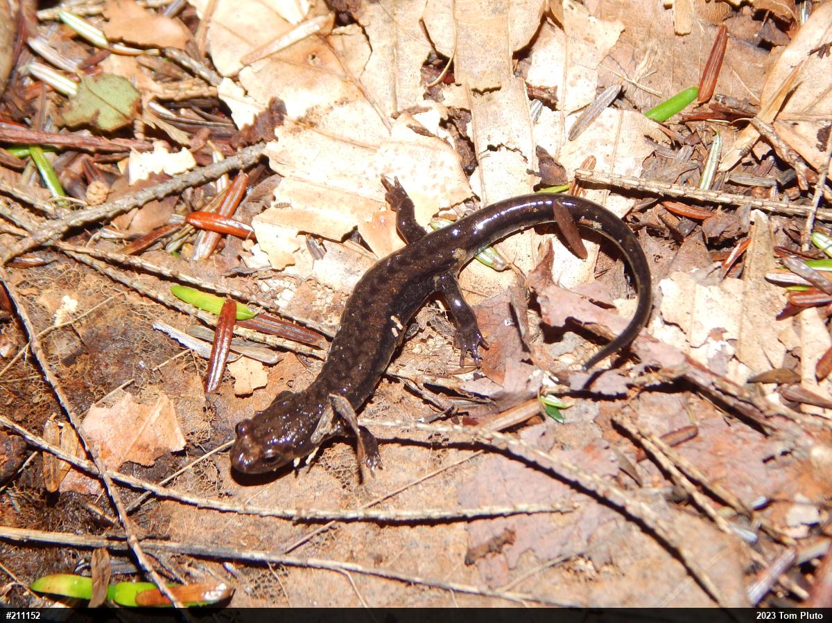 Allegheny Mountain Dusky Salamander