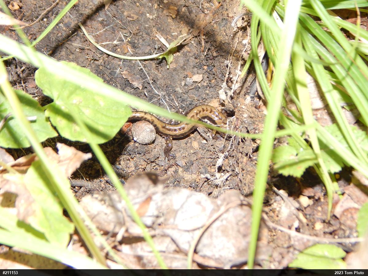 Allegheny Mountain Dusky Salamander