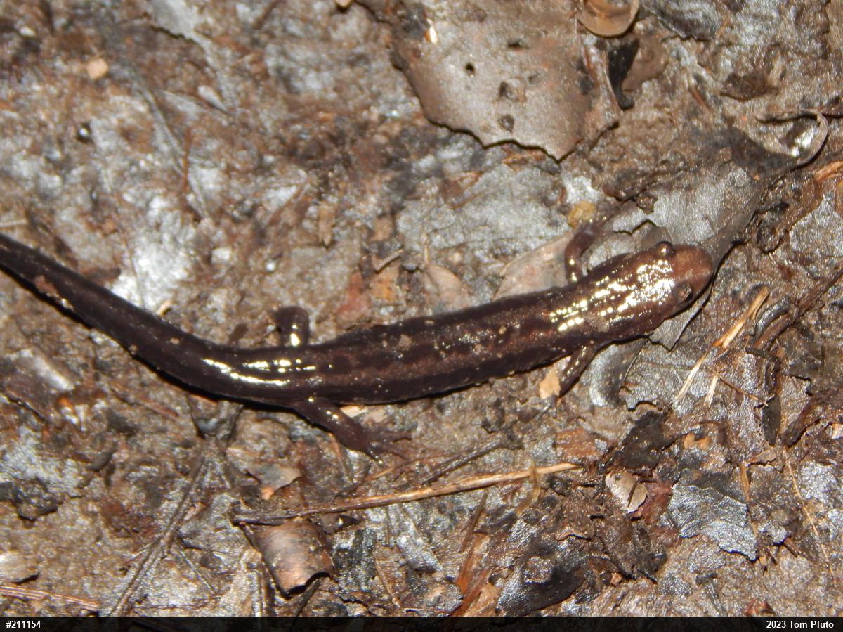 Allegheny Mountain Dusky Salamander