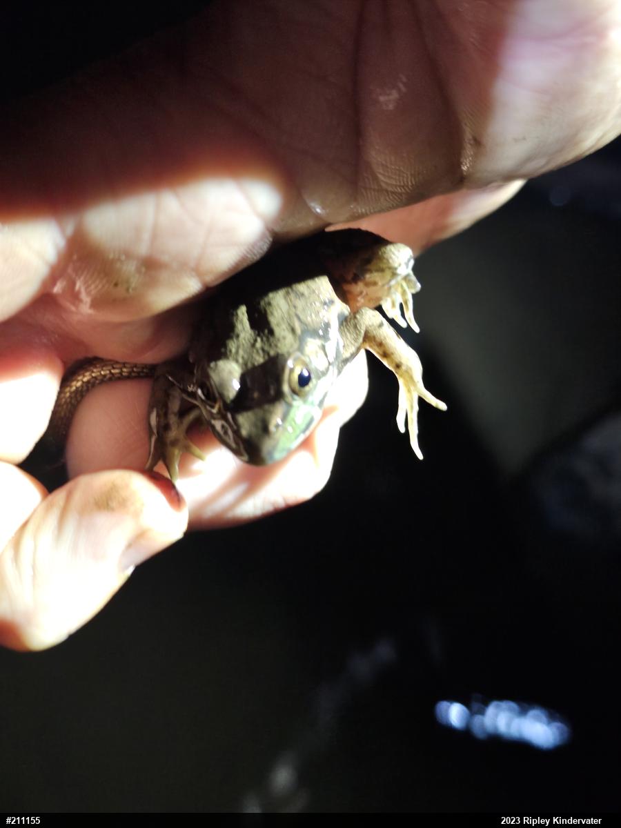 Green Frog