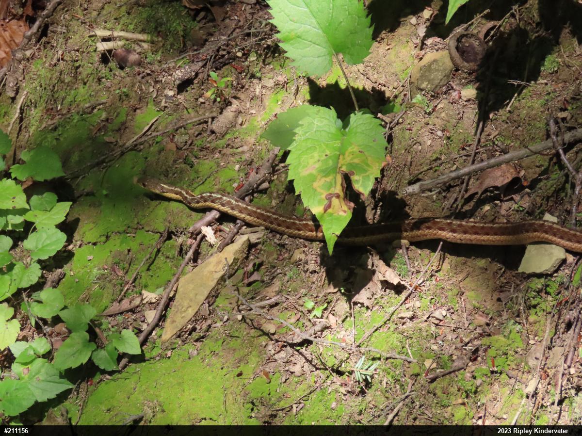 Eastern Gartersnake