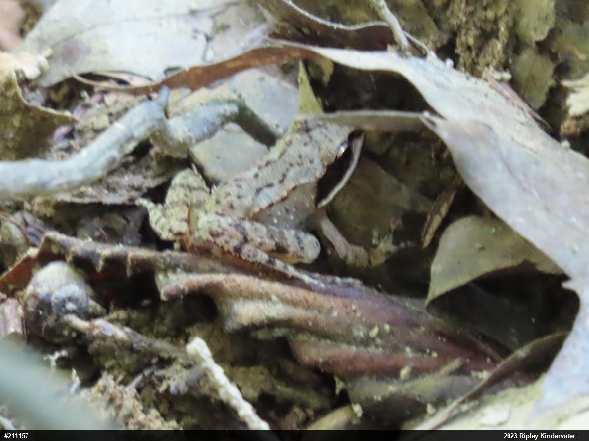 Wood Frog