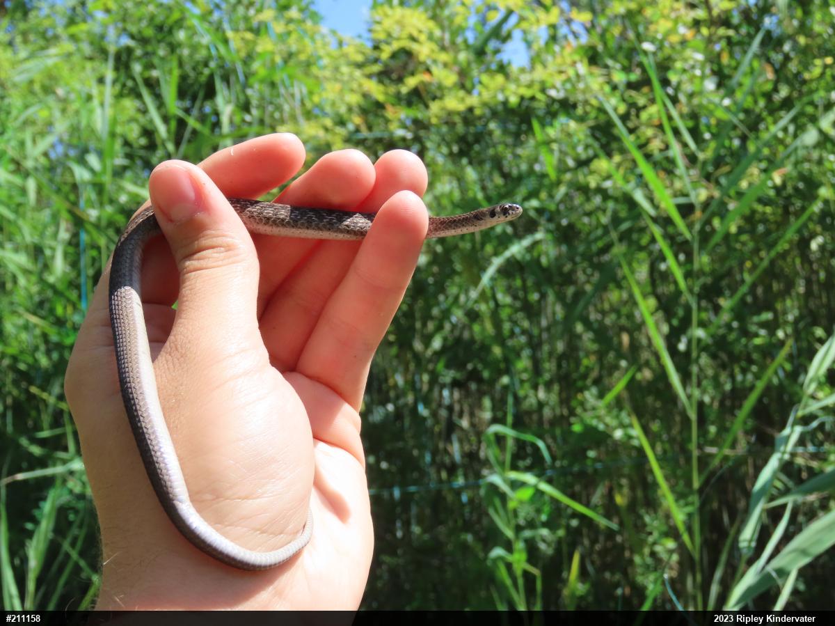 Dekay's Brownsnake