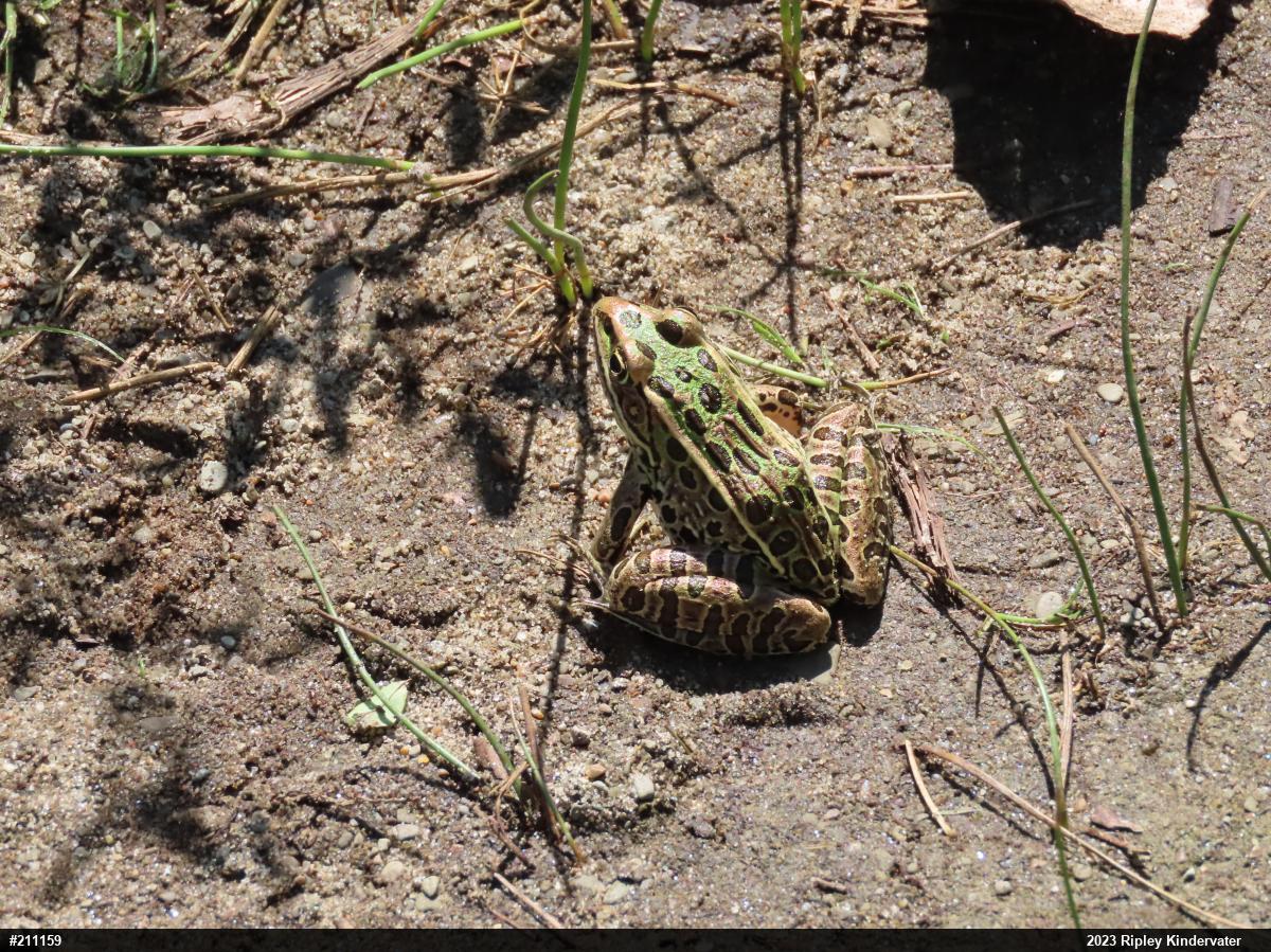 Northern Leopard Frog