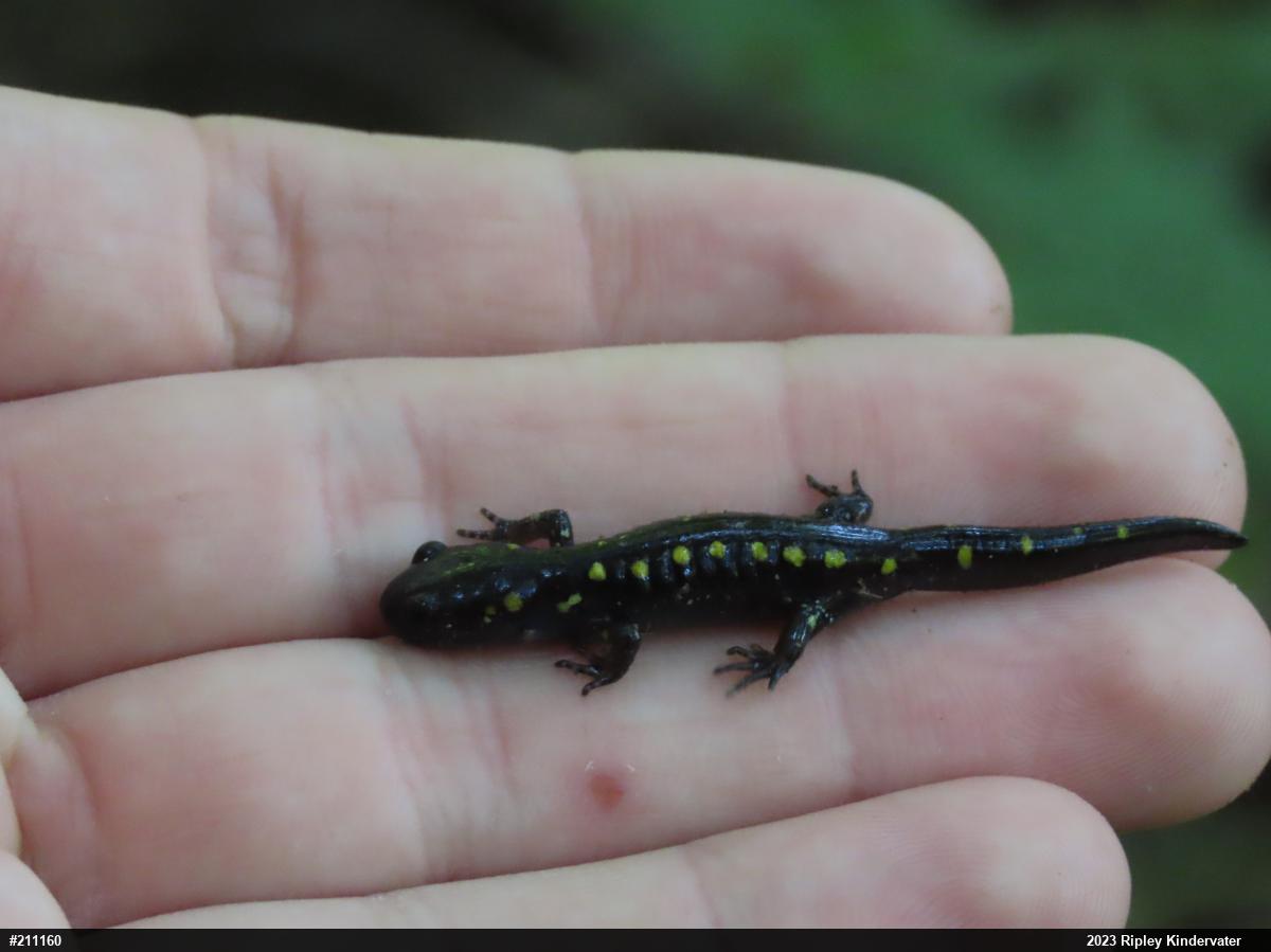 Spotted Salamander