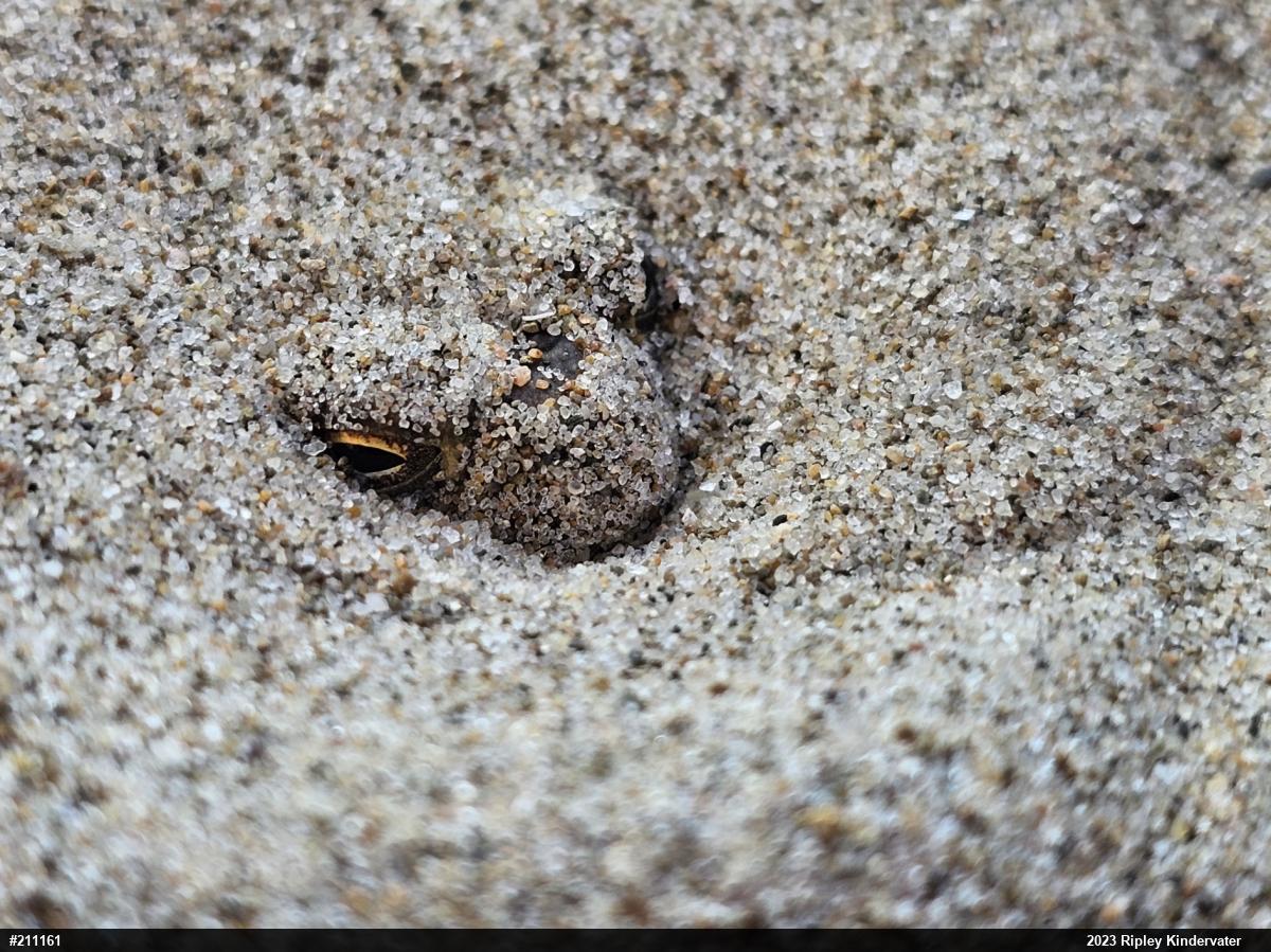 True Toads
