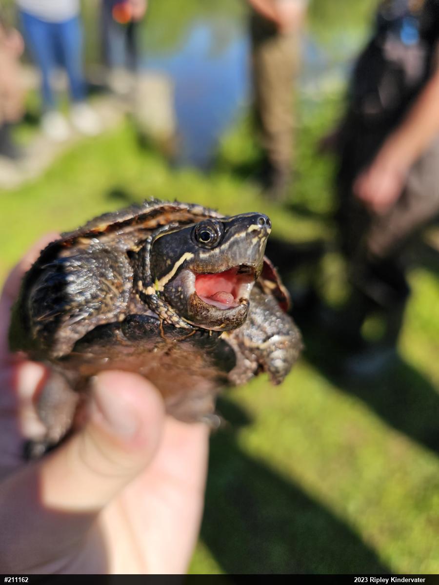 Eastern Musk Turtle
