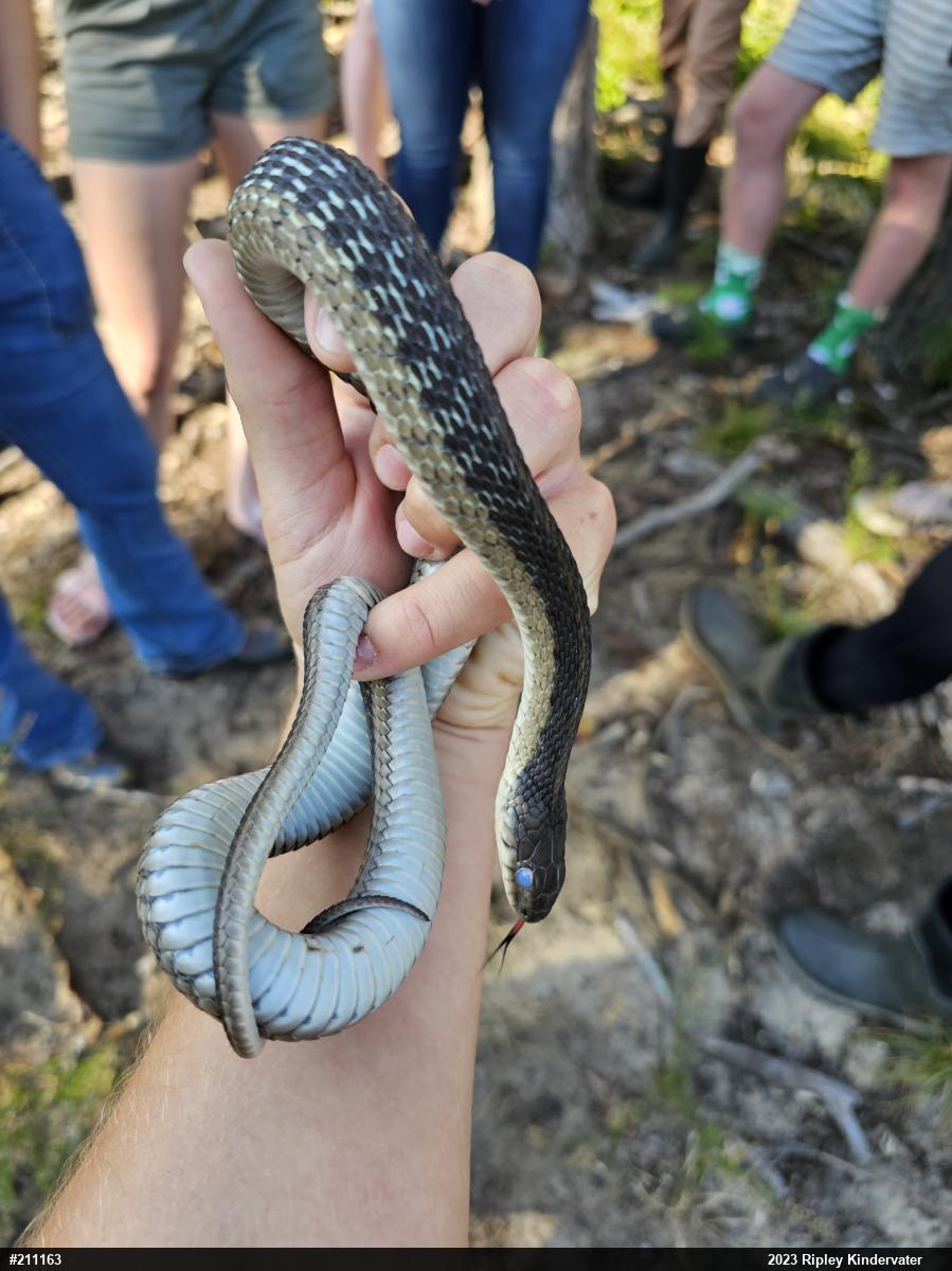 Eastern Gartersnake