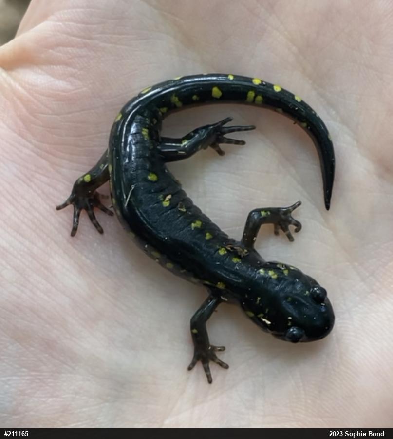 Spotted Salamander