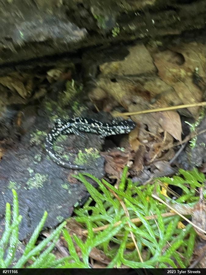 Northern Slimy Salamander