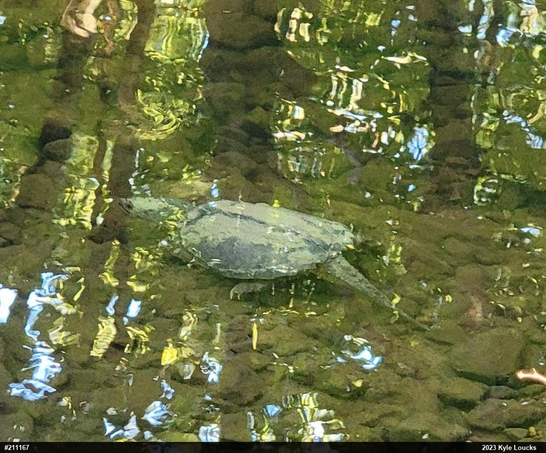 Snapping Turtle