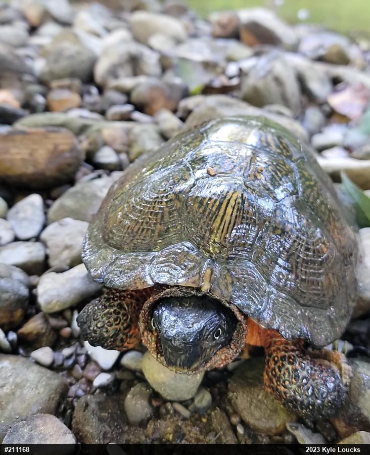 Wood Turtle