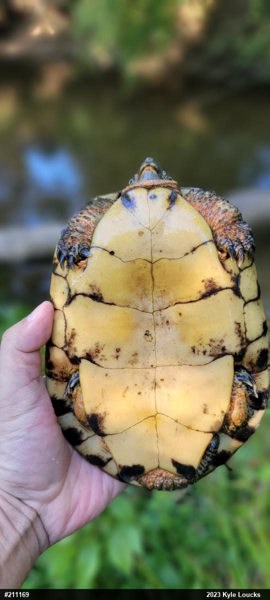 Wood Turtle