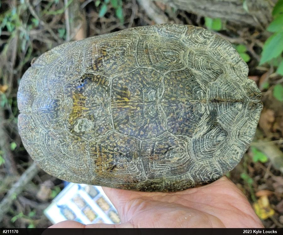 Wood Turtle