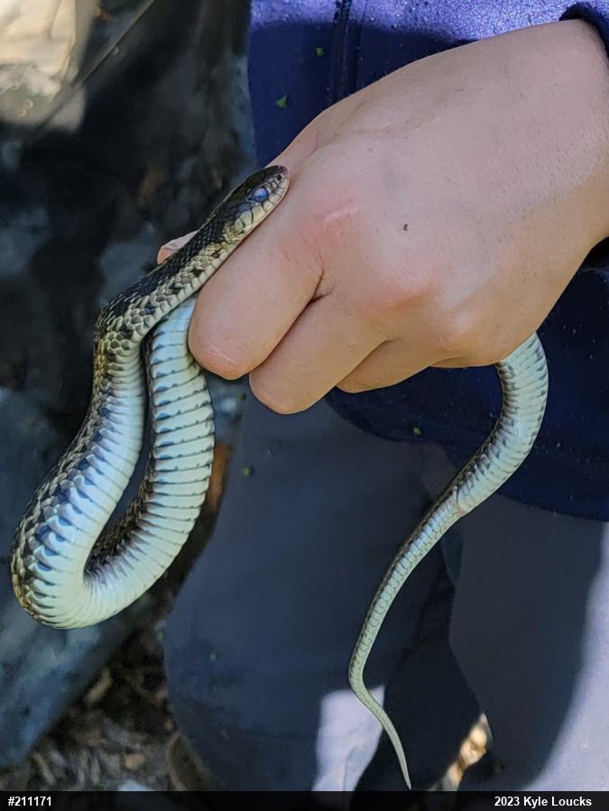 Eastern Gartersnake