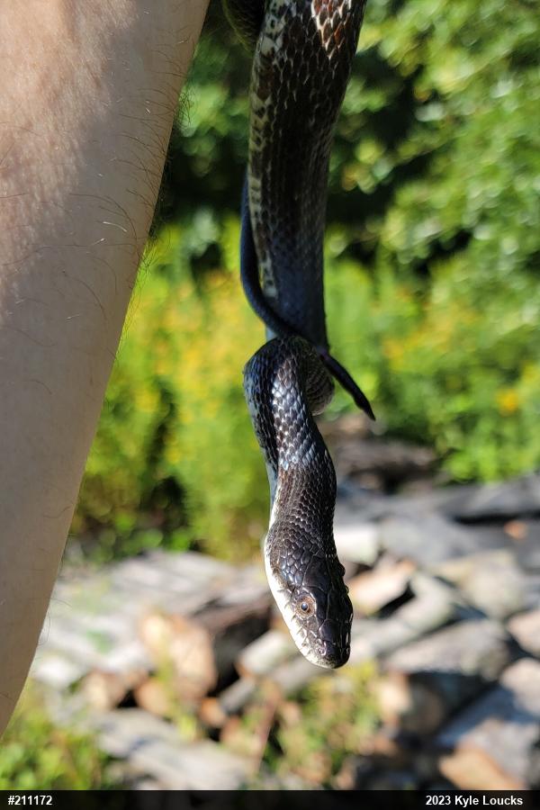 Eastern Ratsnake