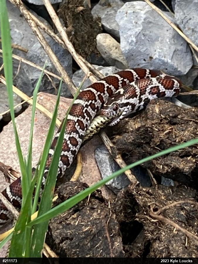 Eastern Milksnake