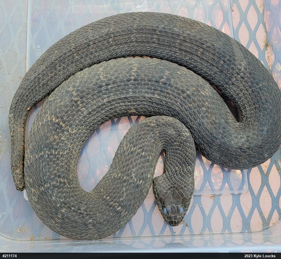 Northern Watersnake