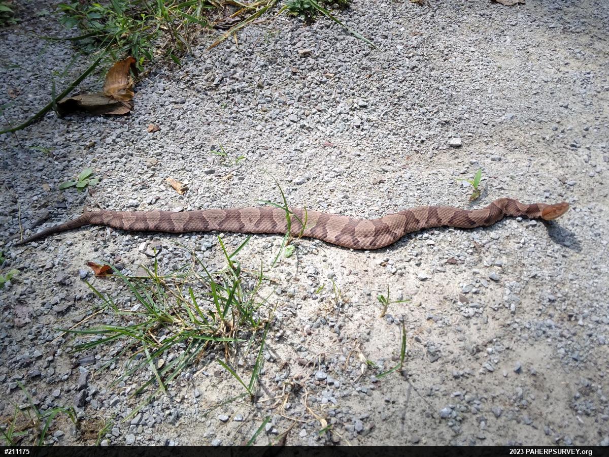 Northern Copperhead