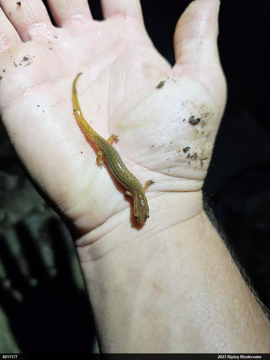 Northern Two-lined Salamander