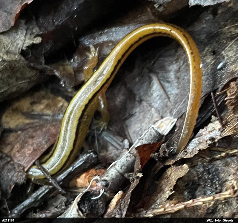 Northern Two-lined Salamander