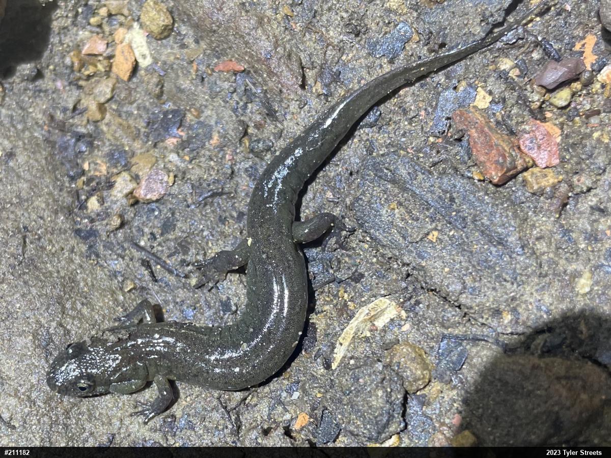 Northern Dusky Salamander